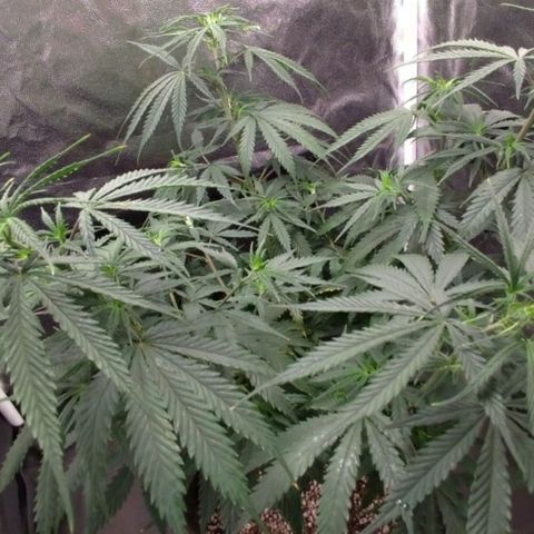 Prenseeds Rosa growlog timeline photo