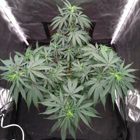 Prenseeds Rosa growlog timeline photo