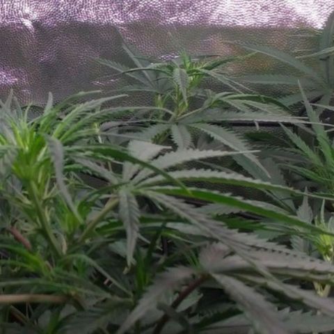 Prenseeds Rosa growlog timeline photo
