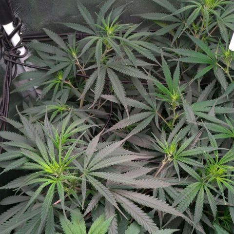 Prenseeds Rosa growlog timeline photo