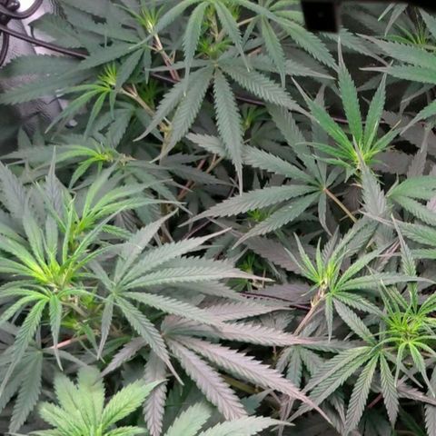 Prenseeds Rosa growlog timeline photo