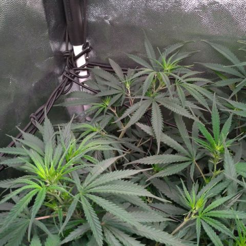Prenseeds Rosa growlog timeline photo