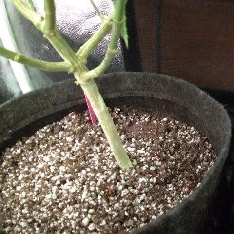 Prenseeds Rosa growlog timeline photo