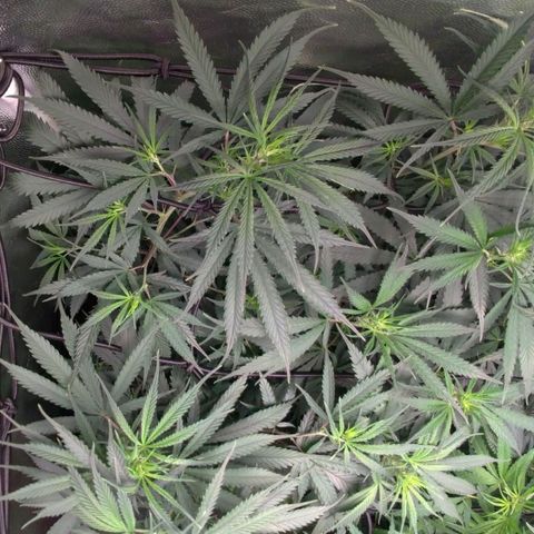 Prenseeds Rosa growlog timeline photo