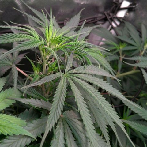 Prenseeds Rosa growlog timeline photo