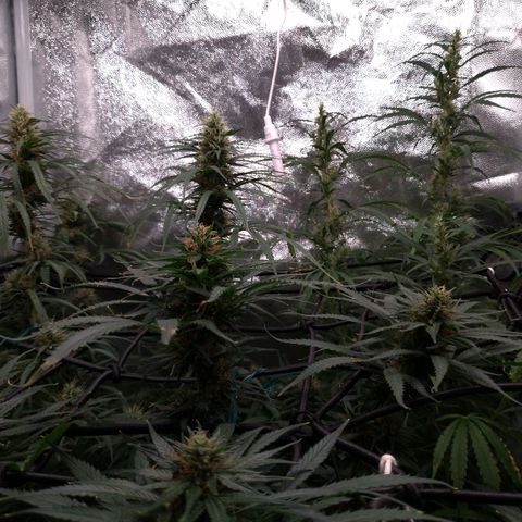 Prenseeds Rosa growlog timeline photo