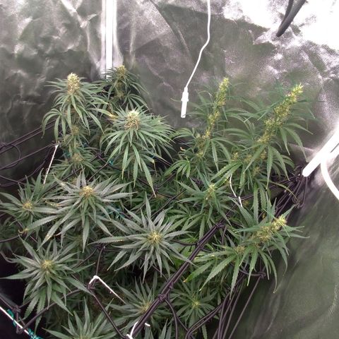 Prenseeds Rosa growlog timeline photo