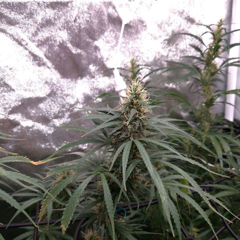 Prenseeds Rosa growlog timeline photo
