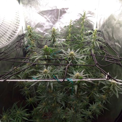 Prenseeds Rosa growlog timeline photo