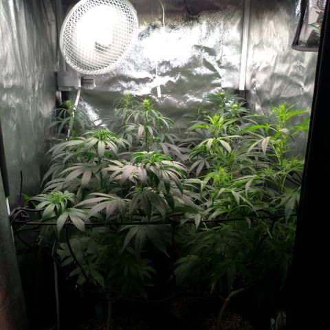 Prenseeds Rosa growlog timeline photo