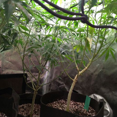 Prenseeds Rosa growlog timeline photo