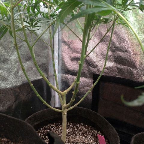 Prenseeds Rosa growlog timeline photo
