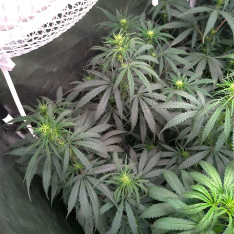 Prenseeds Rosa growlog timeline photo