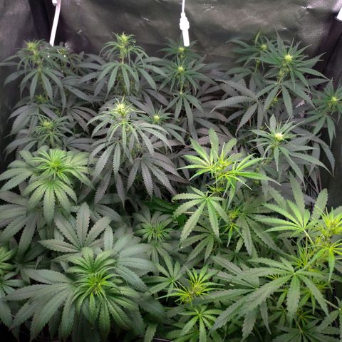 Prenseeds Rosa growlog timeline photo