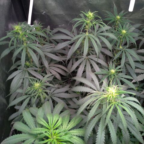 Prenseeds Rosa growlog timeline photo