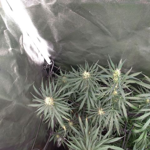 Prenseeds Rosa growlog timeline photo