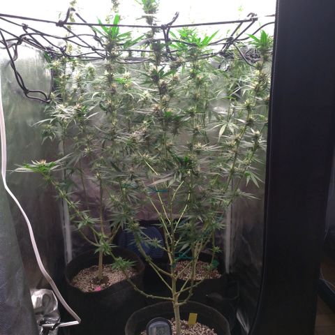 Prenseeds Rosa growlog timeline photo