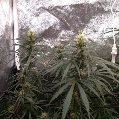 Prenseeds Rosa growlog timeline photo