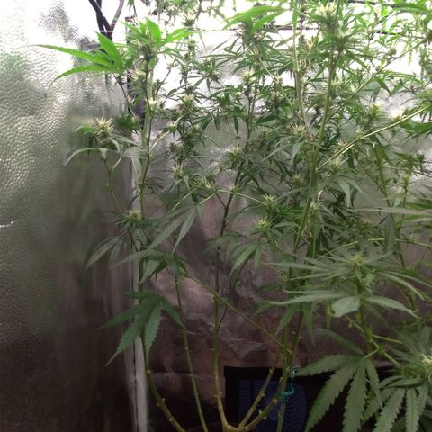 Prenseeds Rosa growlog timeline photo