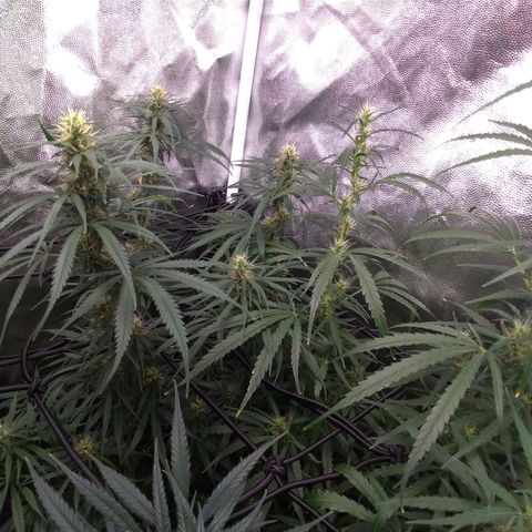 Prenseeds Rosa growlog timeline photo