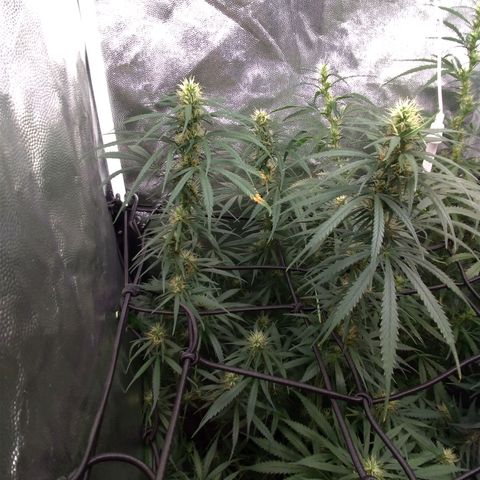 Prenseeds Rosa growlog timeline photo