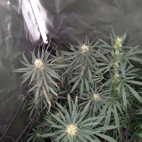 Prenseeds Rosa growlog timeline photo