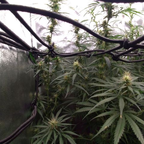 Prenseeds Rosa growlog timeline photo