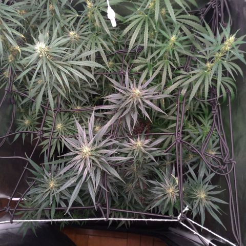 Prenseeds Rosa growlog timeline photo