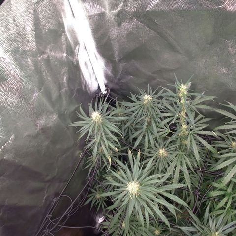 Prenseeds Rosa growlog timeline photo