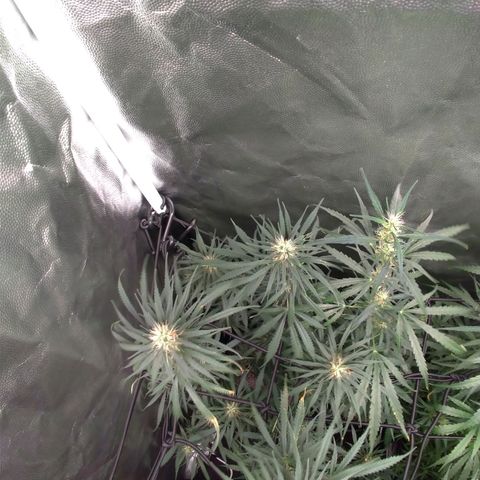 Prenseeds Rosa growlog timeline photo