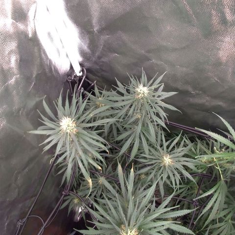 Prenseeds Rosa growlog timeline photo