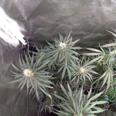 Prenseeds Rosa growlog timeline photo