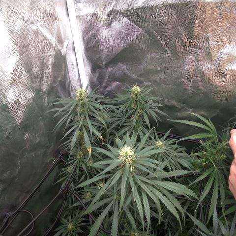 Prenseeds Rosa growlog timeline photo