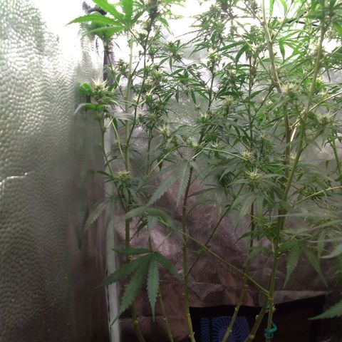 Prenseeds Rosa growlog timeline photo