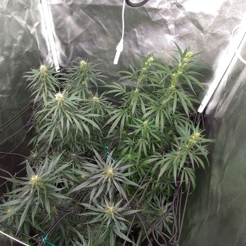 Prenseeds Rosa growlog timeline photo