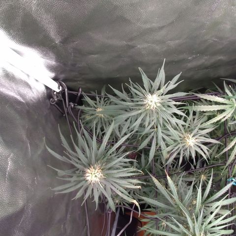 Prenseeds Rosa growlog timeline photo