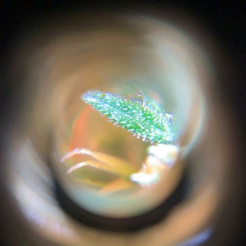 Prenseeds Amarela growlog timeline photo