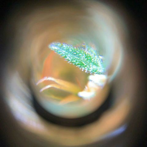 Prenseeds Amarela growlog timeline photo