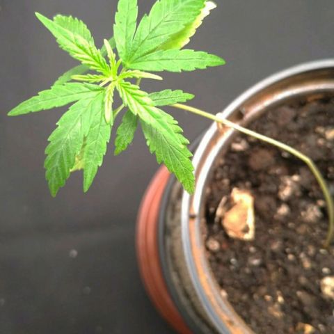 Prenseeds Verde growlog timeline photo
