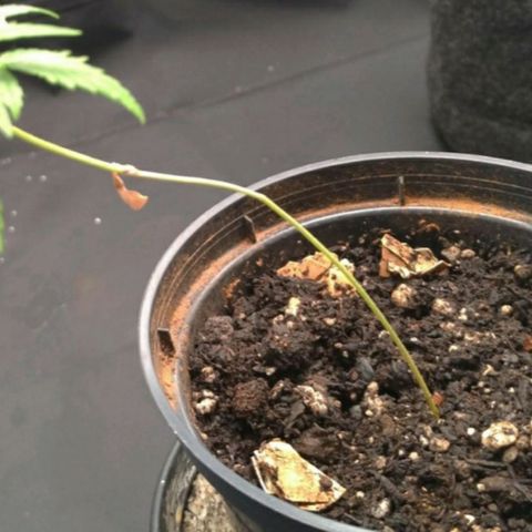 Prenseeds Verde growlog timeline photo