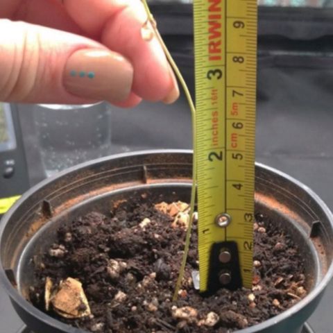 Prenseeds Verde growlog timeline photo