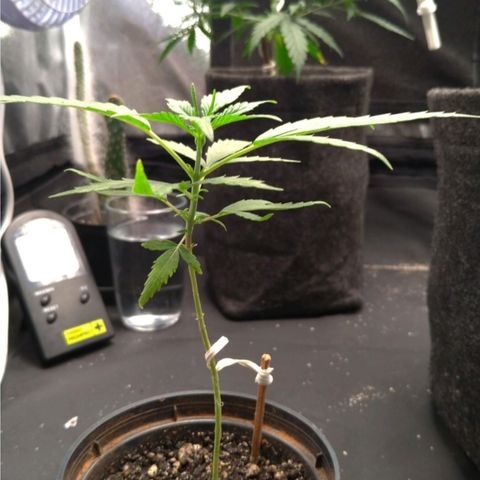 Prenseeds Verde growlog timeline photo