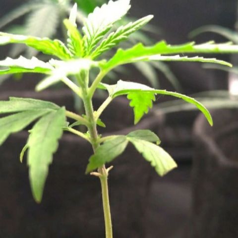 Prenseeds Verde growlog timeline photo