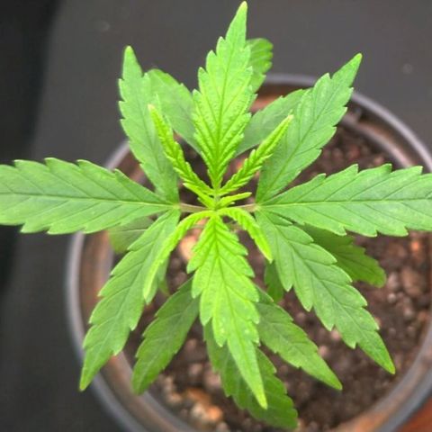 Prenseeds Verde growlog timeline photo