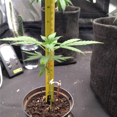 Prenseeds Verde growlog timeline photo