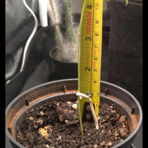 Prenseeds Verde growlog timeline photo