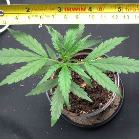 Prenseeds Verde growlog timeline photo