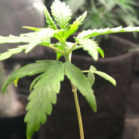 Prenseeds Verde growlog timeline photo