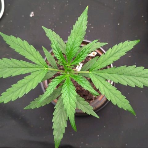 Prenseeds Verde growlog timeline photo