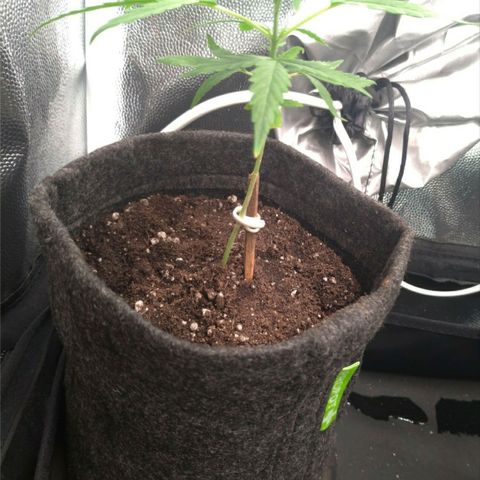 Prenseeds Verde growlog timeline photo